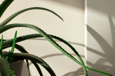 Cactus plant and shadow on the wall