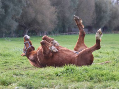 Brown horse upside down with legs in the air