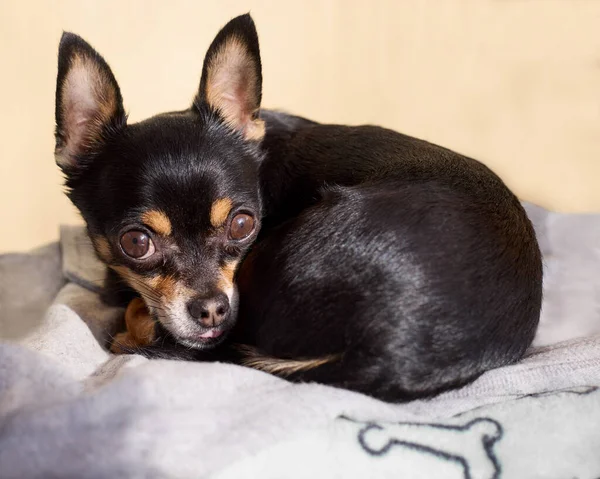 Black Short Haired Chihuahua Cushion — ストック写真