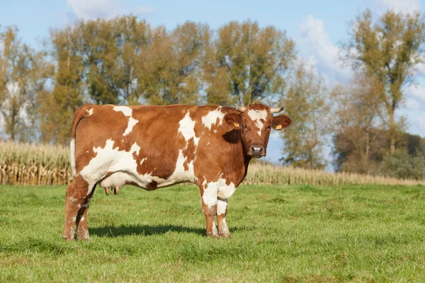 Brown White Milk Cow Prairie — Stockfoto