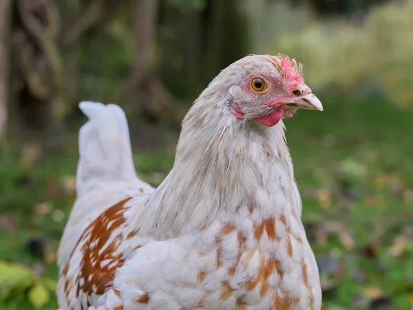 Young white rooster of Poland chicken