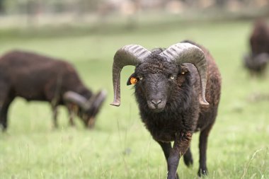 Siyah erkek otlakta koyundan hızlı koşuyor.