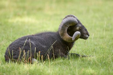 Çayırda siyah erkek koyun var.