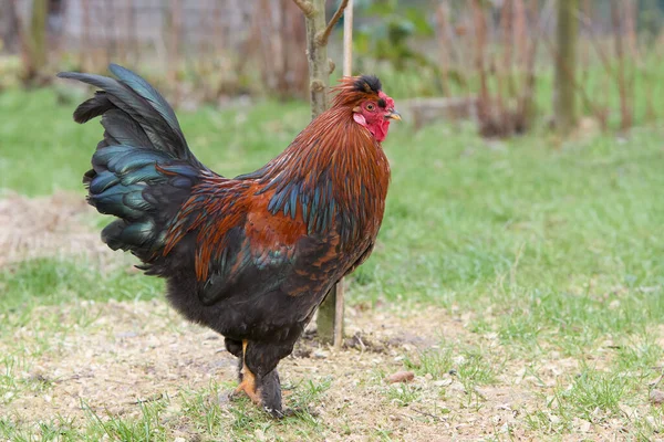 Red rooster of a Poland chicken free range in garden