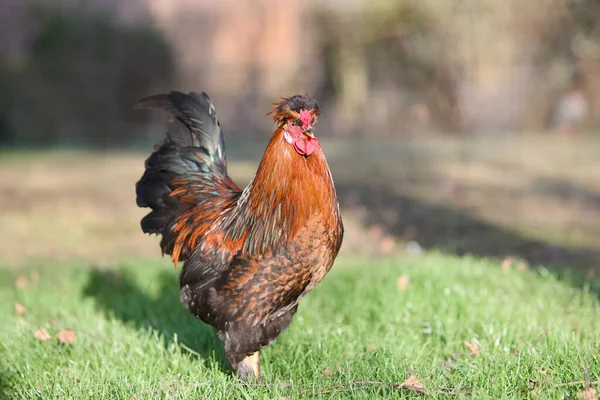 Röd Tupp Stående Frigående Trädgården — Stockfoto