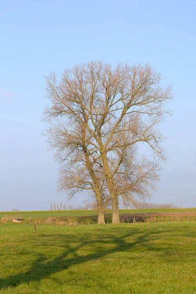 佛兰德阿登蓝天和蓝树的乡村景观 — 图库照片