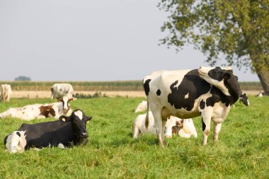 Holstein inekleri çimlerin üzerinde yatıyor