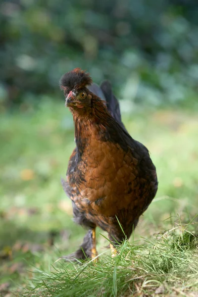 ポーランドの鶏の若い茶色の鶏のクローズアップ — ストック写真