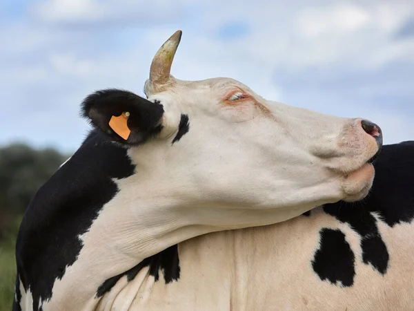 Gros Plan Tête Une Vache Holstein — Photo