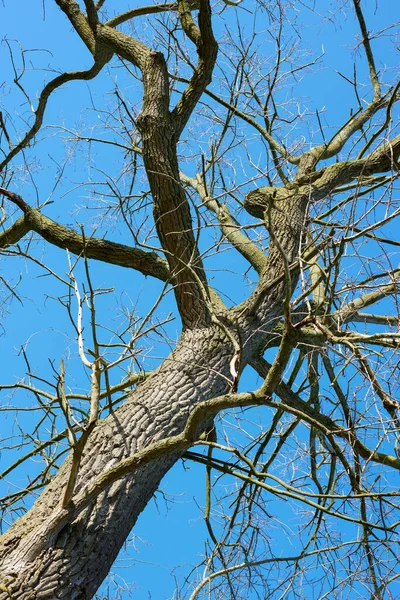 在青蛙的视角下 在蓝天的映衬下 冬天的树核 — 图库照片