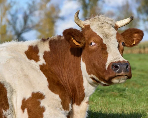 Gros Plan Prise Tête Vache Air Étrange — Photo