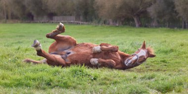 Kahverengi ordövrler ve çimenlerde oynarlar.