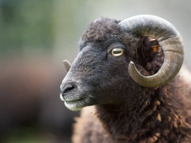 Siyah erkek Ouessant koyunlarına yaklaş (Ushant veya Breton cücesi)