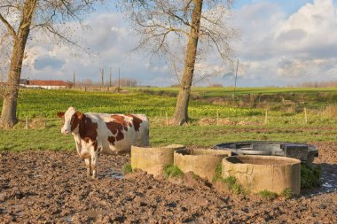 Çayırda ineklerle kırsal bir manzara