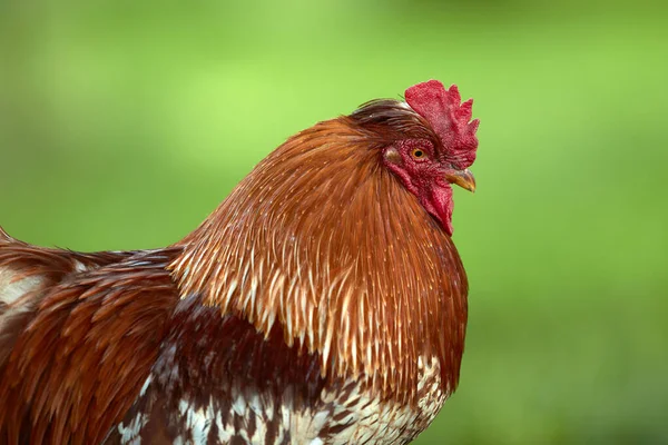 ぼやけた背景に隔離された赤い鶏の頭の終わり — ストック写真