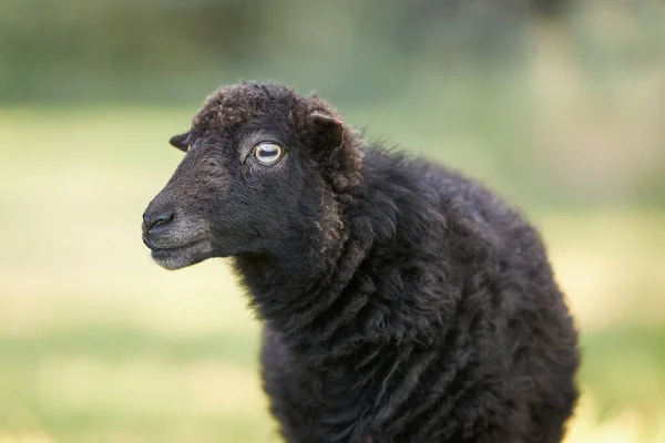 Närbild Kvinnliga Svarta Ouessant Får Ushant Får Eller Bretonska Dvärg — Stockfoto