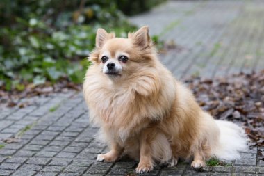 Terasta uzun saçlı şirin bir chihuahua.