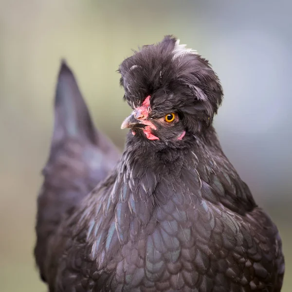 Close Black Poland Chick White Crest — Stock Photo, Image