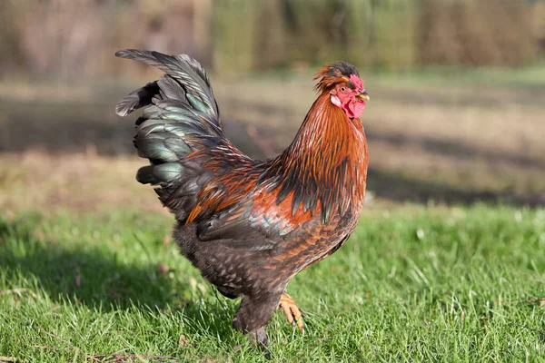 Red Rooster Free Range Garden — Stock Photo, Image