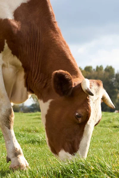 Close Cabeça Pasto Vaca Marrom Branca — Fotografia de Stock