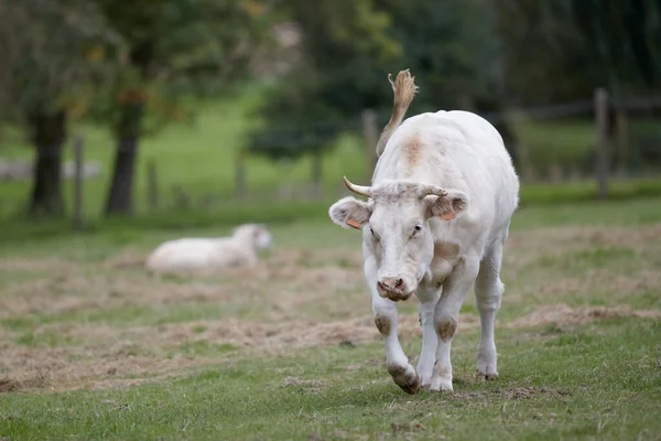Vache Chair Blanche Dans Prairie Avec Veau Arrière Plan — Photo