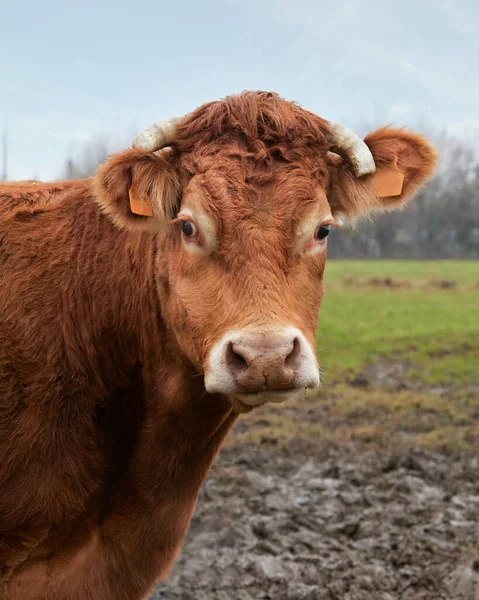 Retrato Tiro Cabeça Vaca Limousin Marrom — Fotografia de Stock