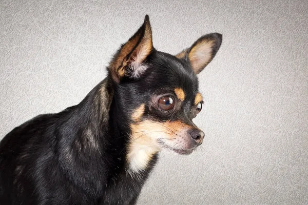 若い黒Chihuahuaのスタジオポートレート — ストック写真