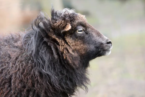 Kahverengi Renkli Dişi Koyunun Yan Portresi — Stok fotoğraf
