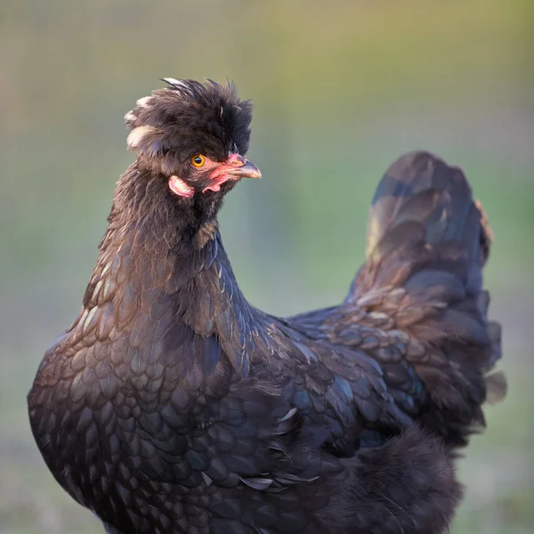 Fekete Lengyelország Csirke Szabad Tartomány Kertben — Stock Fotó