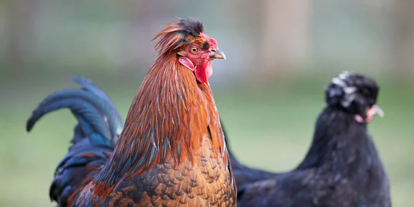 Közelkép Vörös Barna Kakas Izolált — Stock Fotó