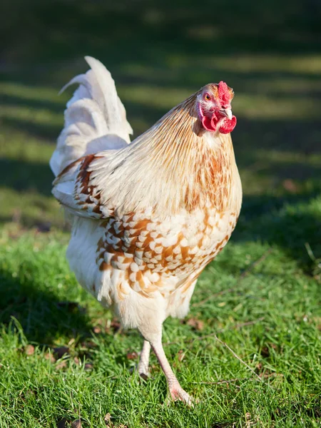 Young White Rooster Polish Chicken — Stock Photo, Image