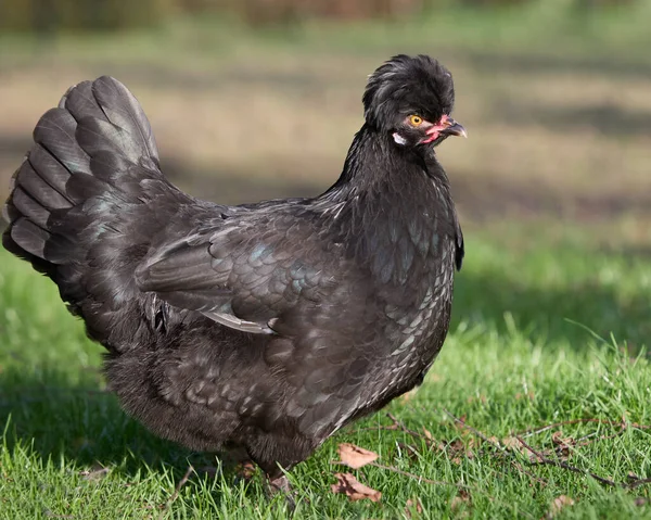 Fekete Lengyelország Csirke Szabad Tartomány Kertben — Stock Fotó