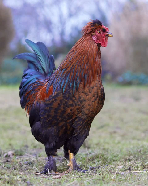 Piros Barna Kakas Lengyelország Csirke Szabad Tartományban Kertben — Stock Fotó