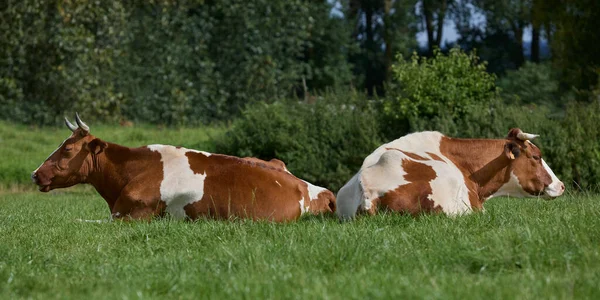 Две Коричневые Белые Коровы Отдыхают Пастбище — стоковое фото