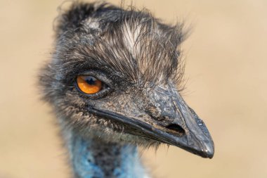 Kameraya bakarak bir devekuşu kafa vurdu