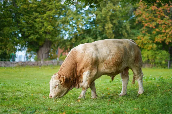 Toro marrón en la hierba verde en la granja —  Fotos de Stock