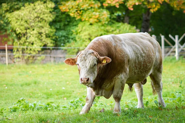 Toro marrón en la hierba verde en la granja —  Fotos de Stock