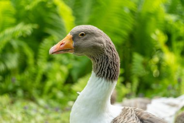 Arka planda yeşil ağaçlı ördek başı resmi