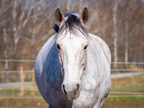 Cavallo bianco si sta muovendo verso la fotocamera presso la fattoria rurale — Foto Stock