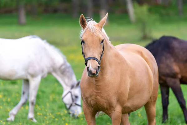 Bruin paard beweegt naar de camera op de landelijke boerderij — Stockfoto