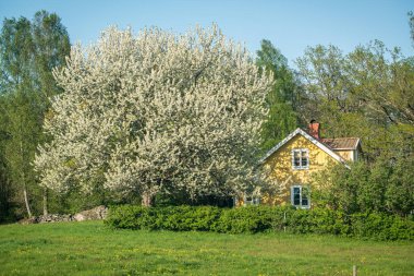Orman açıklığındaki küçük sarı bir kulübenin görüntüsü. Güneydoğu İsveç.