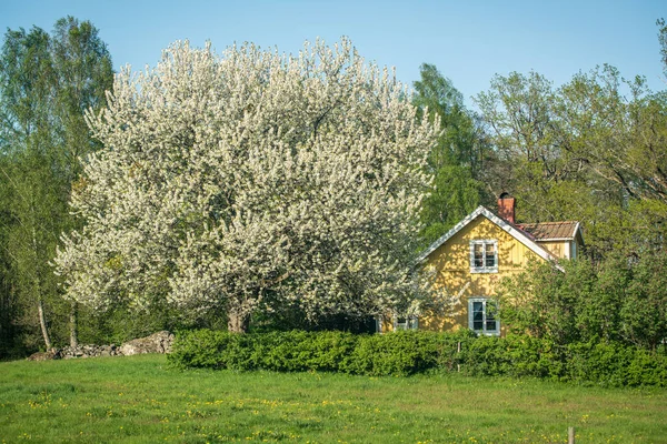 Orman açıklığındaki küçük sarı bir kulübenin görüntüsü. Güneydoğu İsveç.