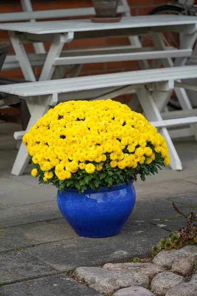 Flores amarelas em um pote azul na entrada da casa Imagens De Bancos De Imagens