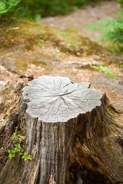 Image Old Tree Stump Covered Moss Coniferous Forest Beautiful Landscape — Stock Photo, Image