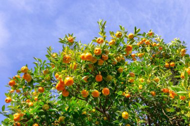 Mavi gökyüzü arka planlı tarlada portakal ağaçları, Mae Hong Son Eyaleti, Tayland