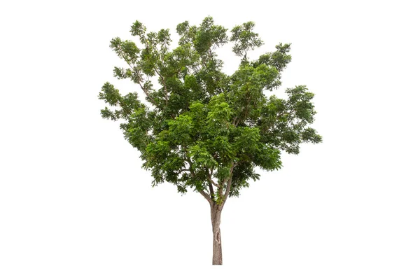 Відсічний Контур Великого Зеленого Дерева Ізольовано Білому Тлі — стокове фото