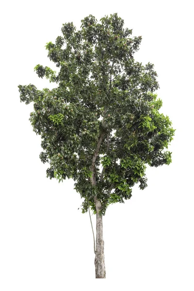 Schneideweg Eines Großen Grünen Baumes Isoliert Auf Weißem Hintergrund — Stockfoto