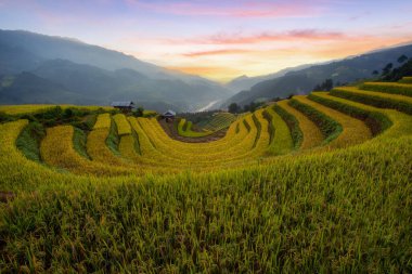 Yağmur mevsiminde Mu Cang Chai, Vietnam 'da yeşil teraslı pirinç tarlaları..