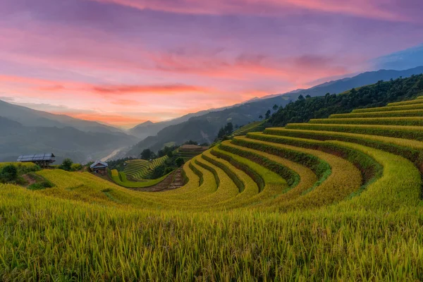 Zelená Terasová Rýžová Pole Období Dešťů Cang Chai Vietnam — Stock fotografie