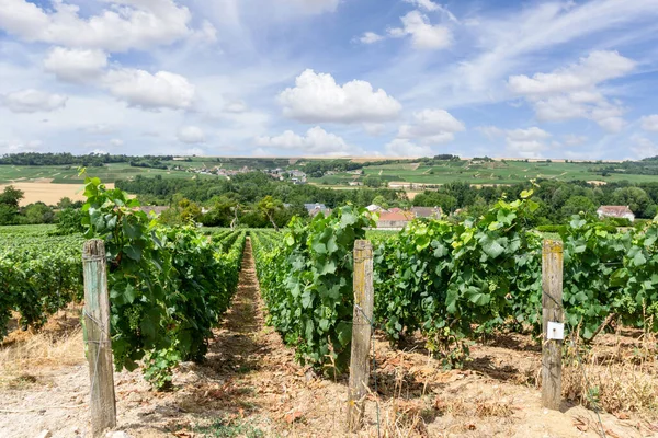 Montagne Reims Şampanya Bağlarında Reims Fransa Üzüm Bağlarında — Stok fotoğraf